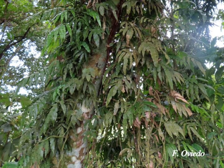 Salpichlaena volubilis