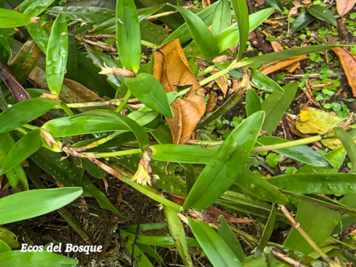 Scaphyglottis bilineata