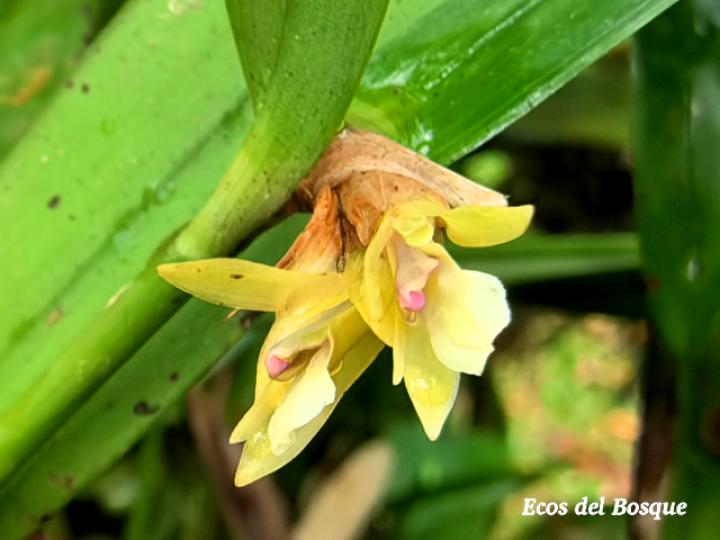 Scaphyglottis bilineata