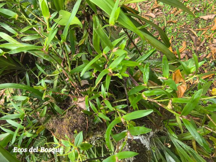Scaphyglottis bilineata