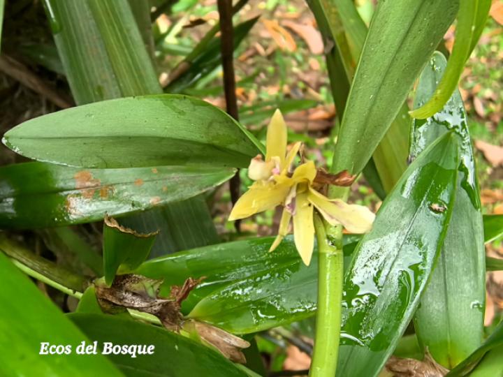 Scaphyglottis bilineata