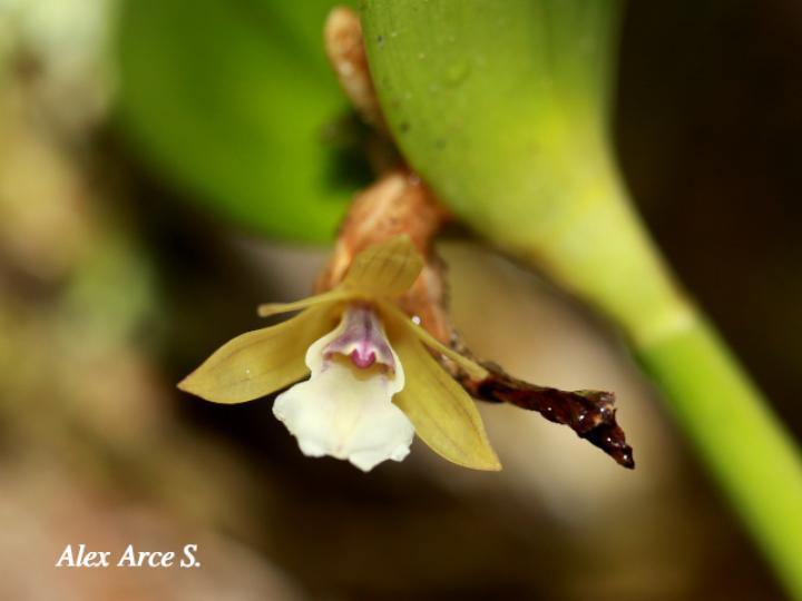 Scaphyglottis bilineata