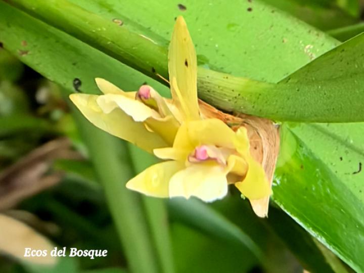 Scaphyglottis bilineata