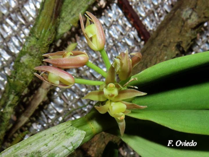 Scaphyglottis lindeniana