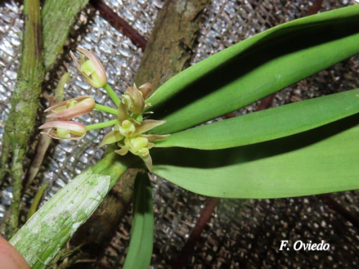 Scaphyglottis lindeniana