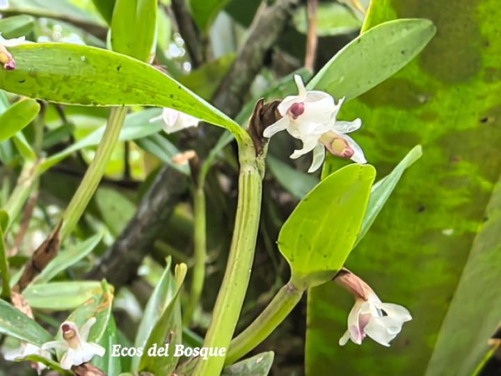 Scaphyglottis prolifera