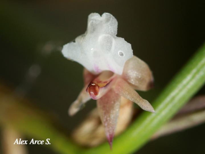 Scaphyglottis prolifera