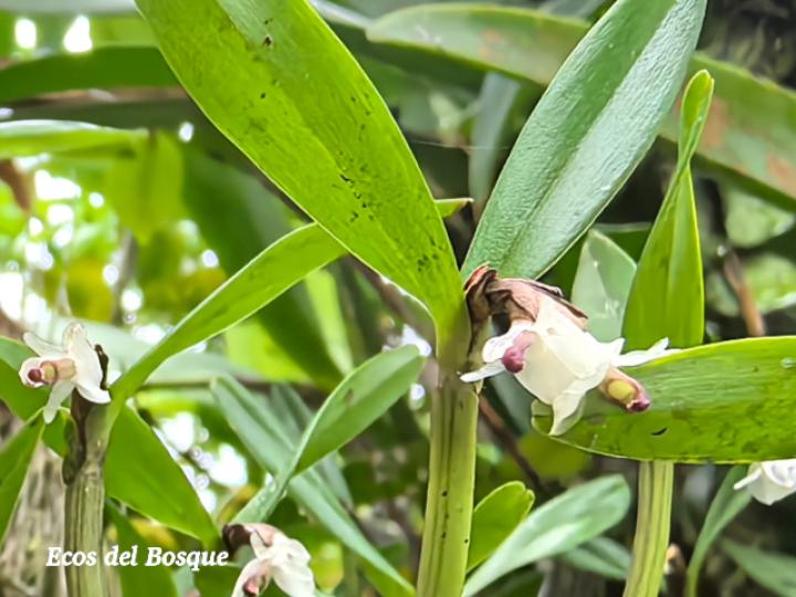 Scaphyglottis prolifera