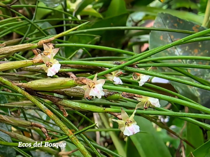 Scaphyglottis subulata