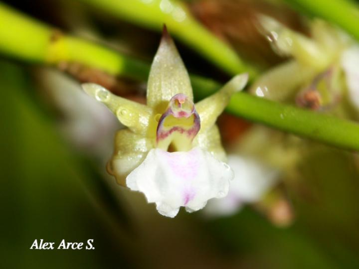 Scaphyglottis subulata