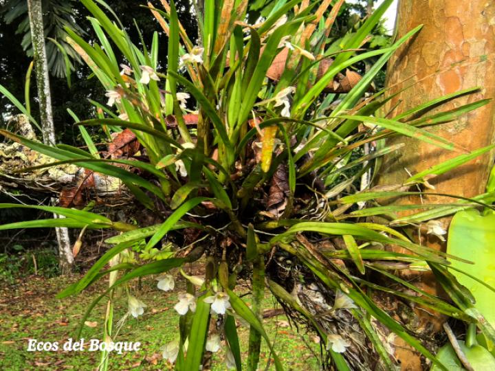 Scaphyglottis tenella