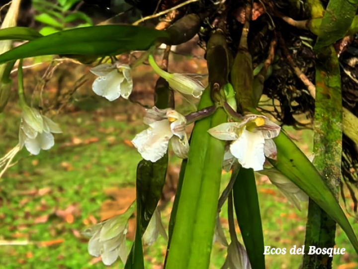 Scaphyglottis tenella