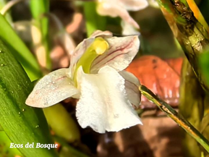 Scaphyglottis tenella
