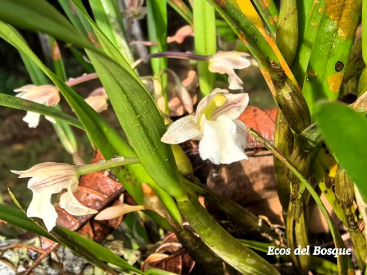 Scaphyglottis tenella