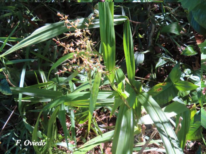 Scleria latifolia (Navajuela)