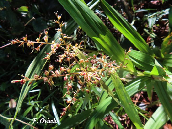 Scleria latifolia (Navajuela)