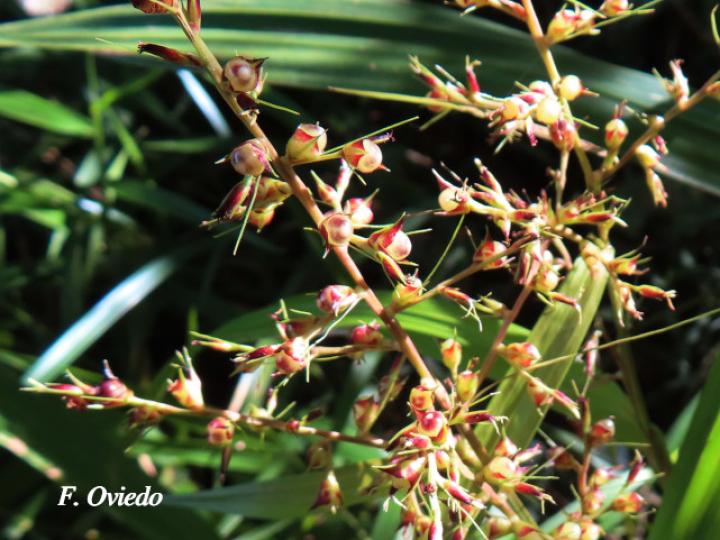 Scleria latifolia (Navajuela)