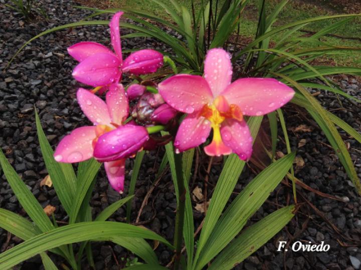 Spathoglottis plicata (Orquídea terrestre filipina)