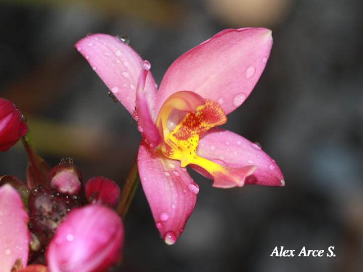 Spathoglottis plicata (Orquídea terrestre filipina)