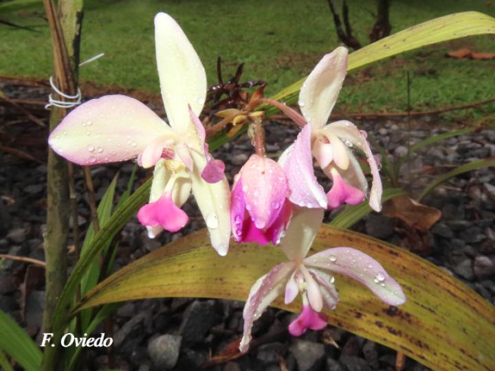 Spathoglottis plicata (Orquídea terrestre filipina)