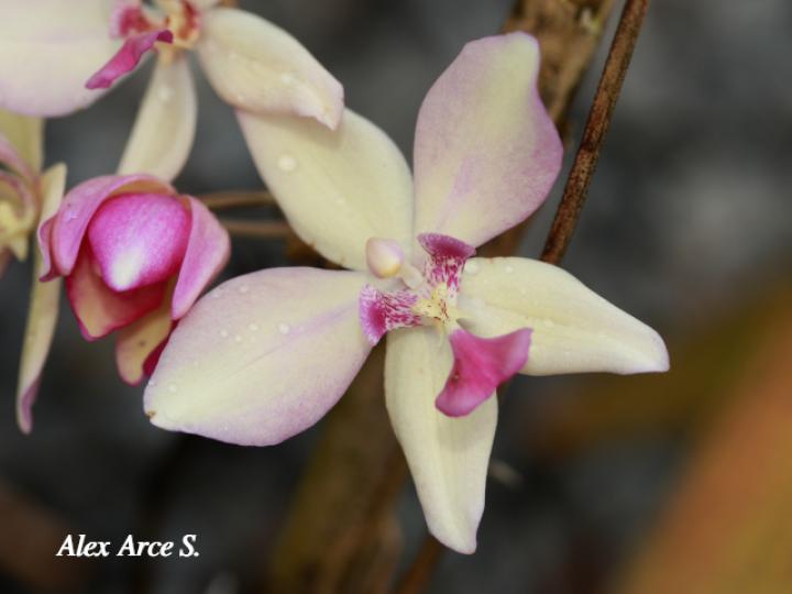 Spathoglottis plicata (Orquídea terrestre filipina)