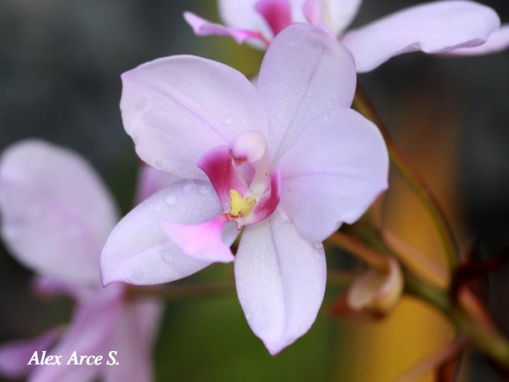 Spathoglottis plicata (Orquídea terrestre filipina)