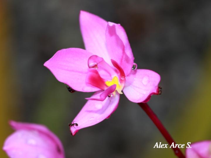 Spathoglottis plicata (Orquídea terrestre filipina)