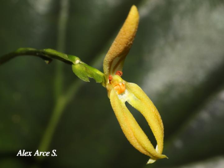 Specklinia spectabilis