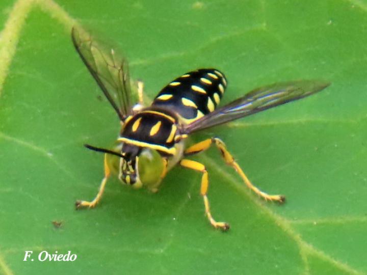 Sticta maculata (Mosca de la arena)