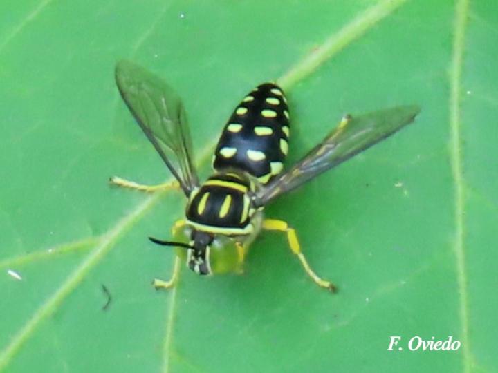 Sticta maculata (Mosca de la arena)