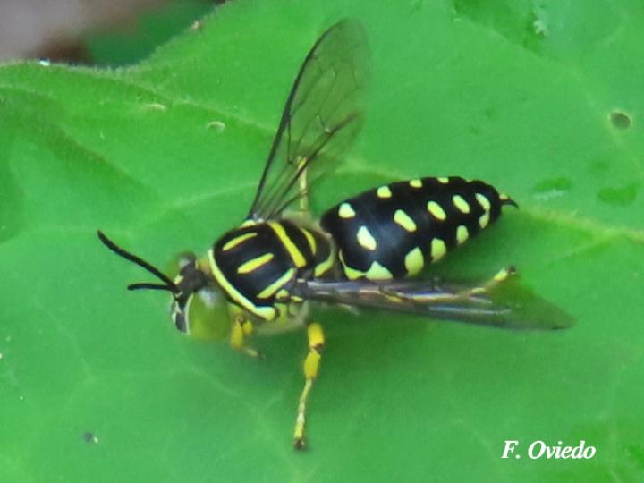 Sticta maculata (Mosca de la arena)