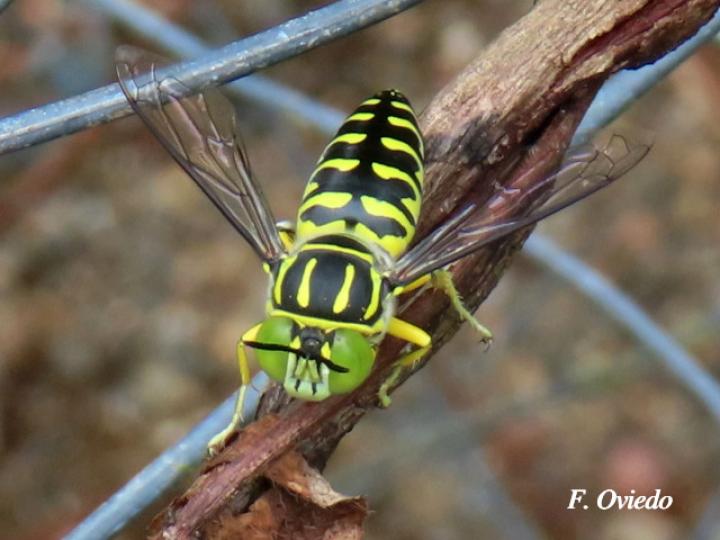 Stictia signata  (Mosca de la arena)