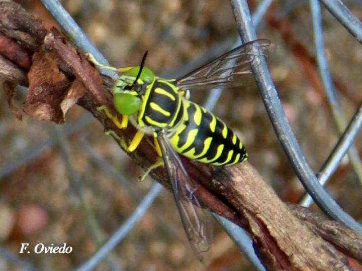 Stictia signata  (Mosca de la arena)