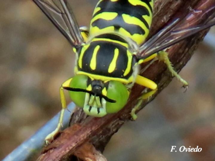 Stictia signata  (Mosca de la arena)
