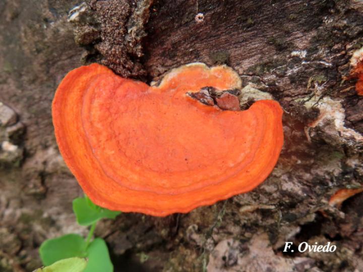 Trametes cinnabarina
