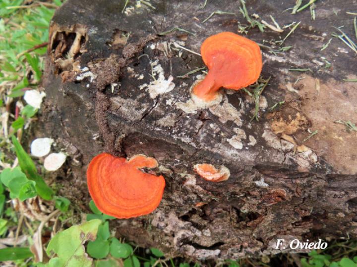 Trametes cinnabarina
