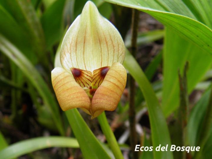 Trigonidium egertonianum
