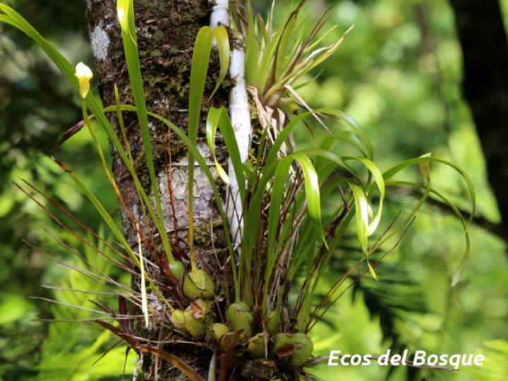 Trigonidium egertonianum