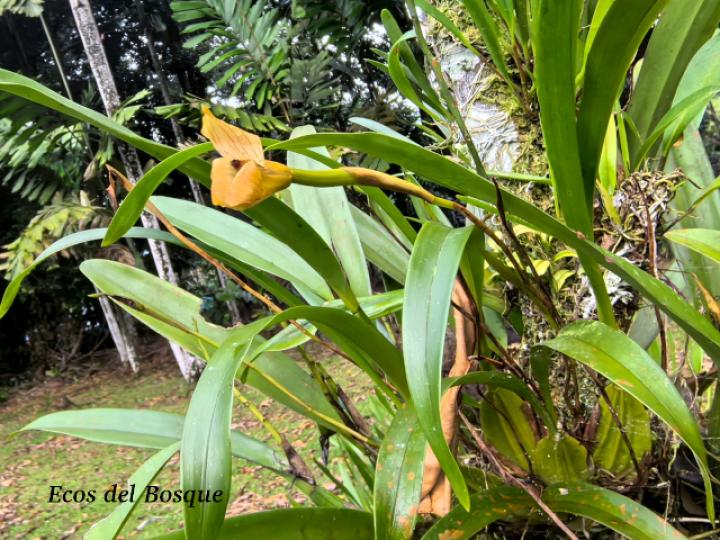 Trigonidium egertonianum