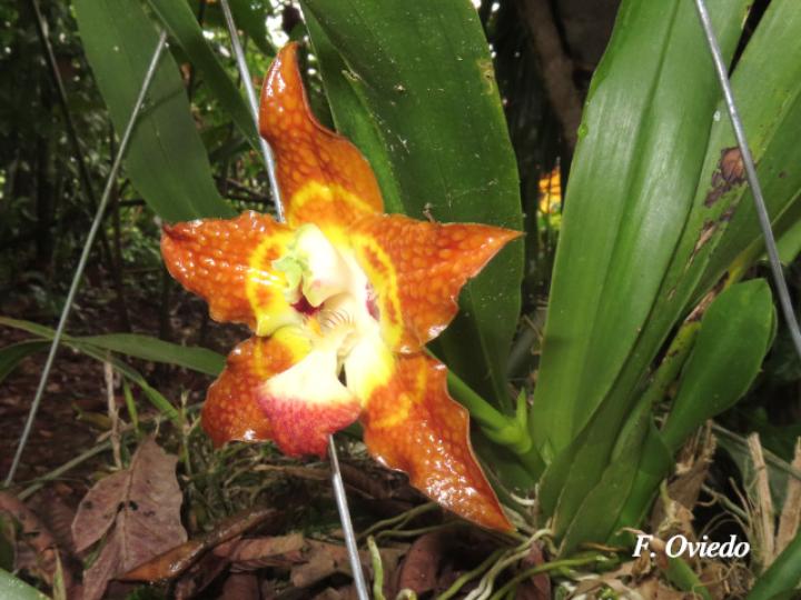 Huntleya burtii (Cara de gato)