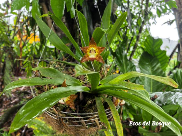 Huntleya burtii (Cara de gato)