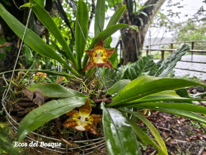 Huntleya burtii (Cara de gato)