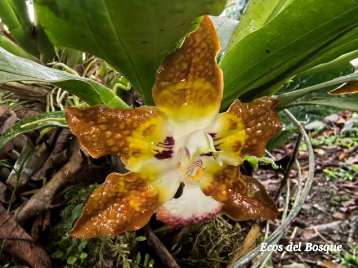 Huntleya burtii (Cara de gato)