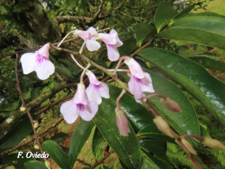 Ionopsis utricularioides