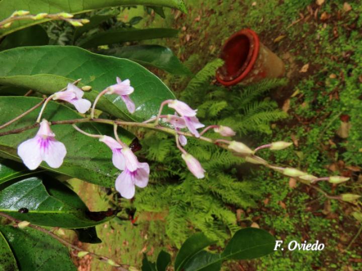 Ionopsis utricularioides