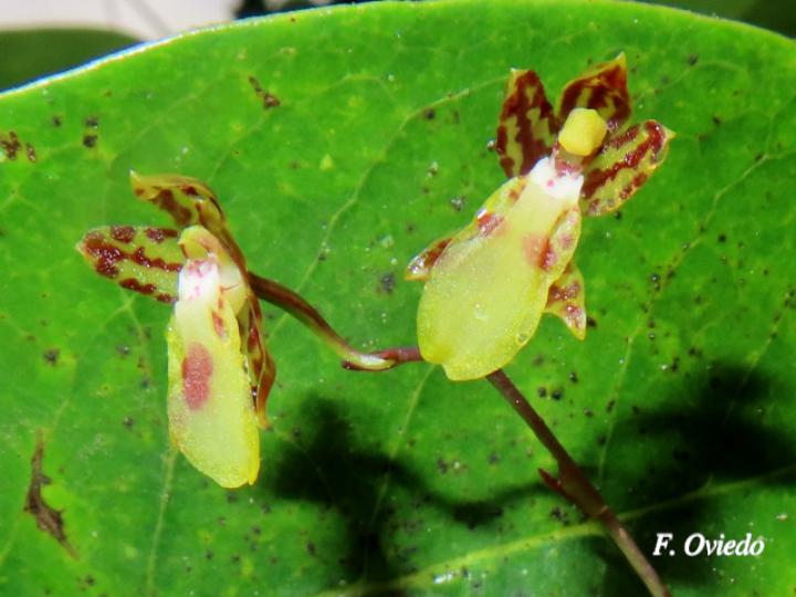 Leochilus labiatus