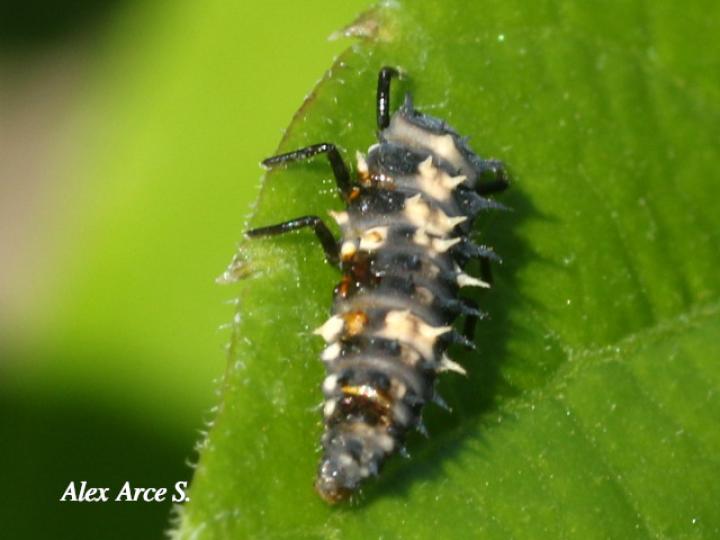 Adalia bipunctata (Mariquita de dos puntos)