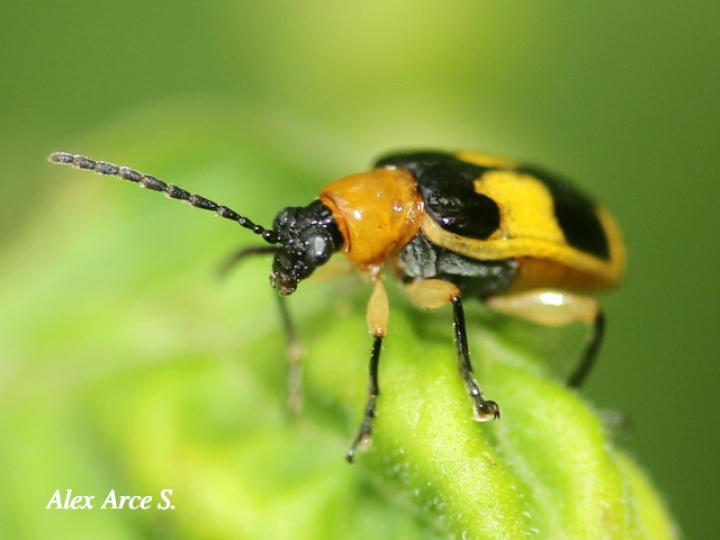 Diabrotica chontalensis