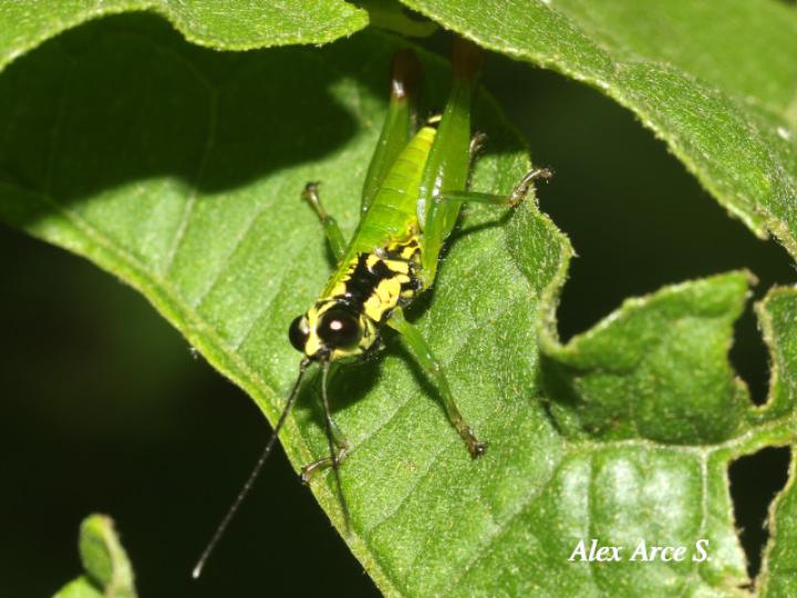 Drymophilacris bimaculata
