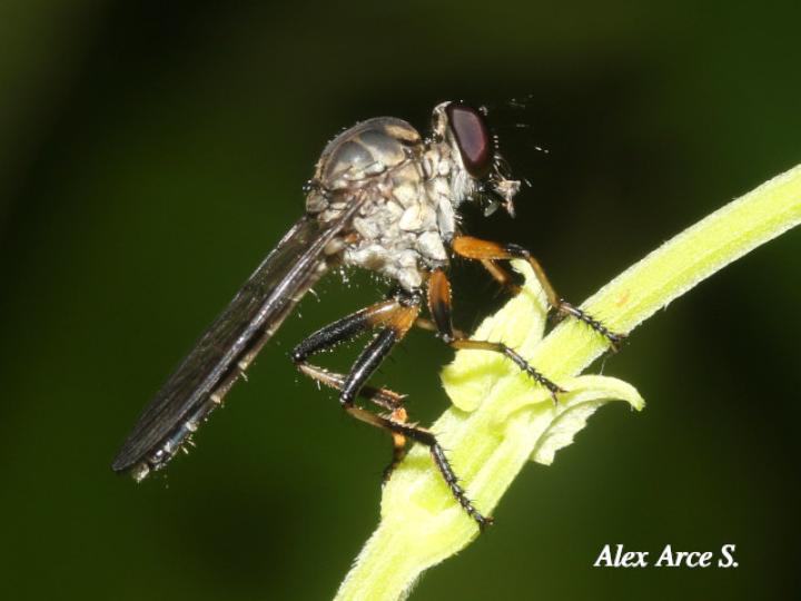 Efferia albibarbis (Mosca asesina)